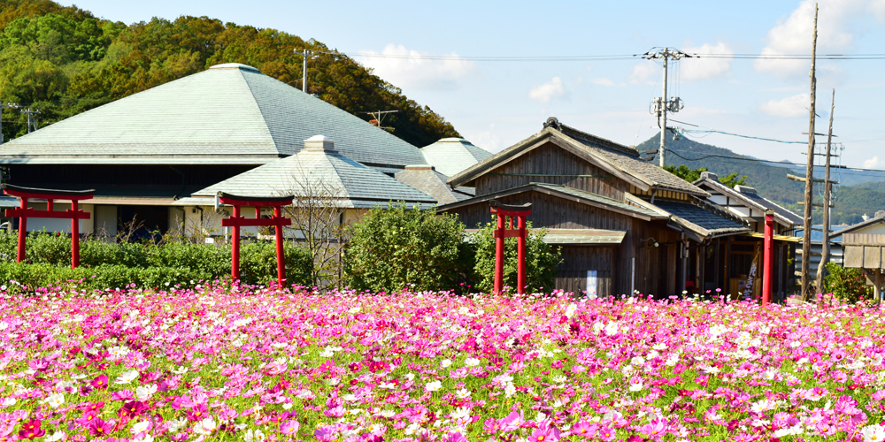 綺麗に咲き誇る花々は二十四の瞳映画村の景色をより一層楽しませてくれます