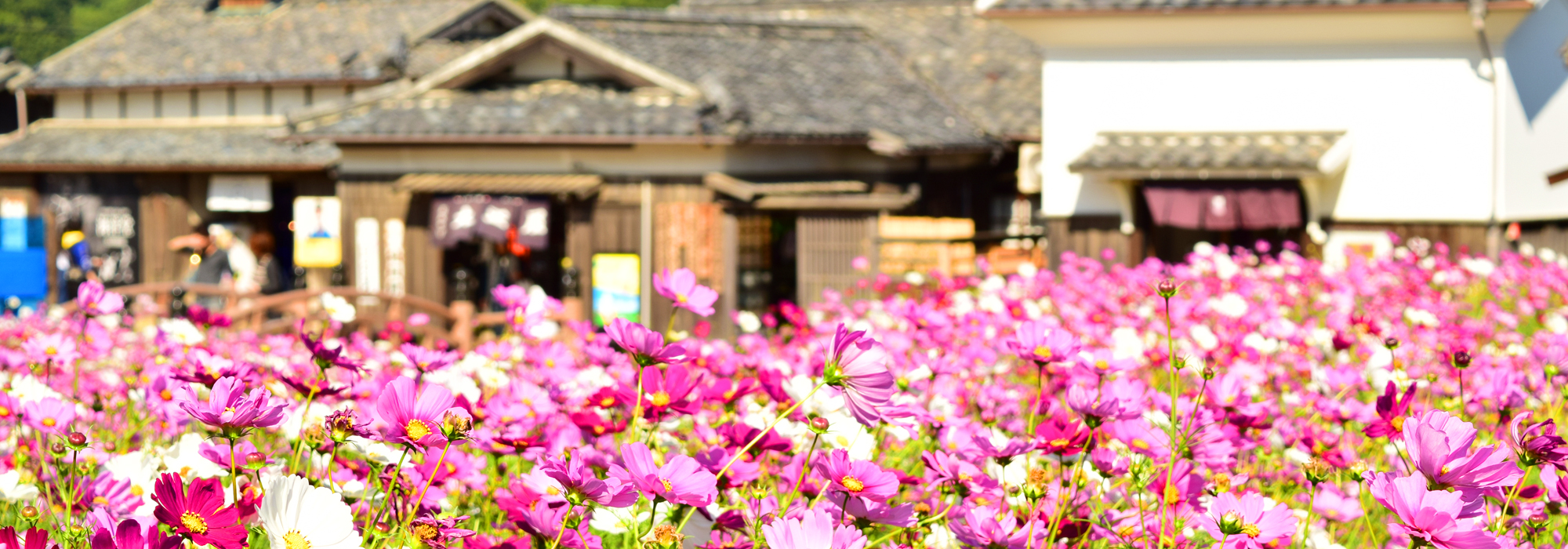 小豆島観光の「花々」