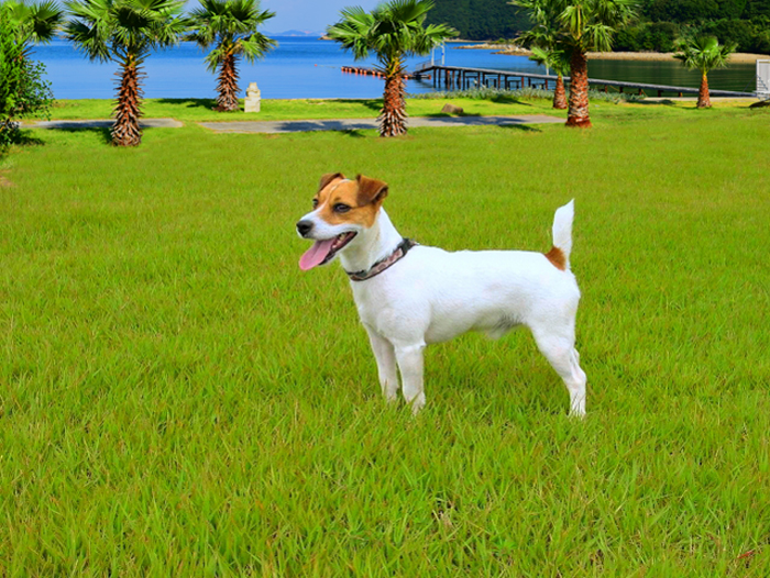 「シータイガーアイランドイン小豆島」で海を見ながら愛犬と楽しく過ごす