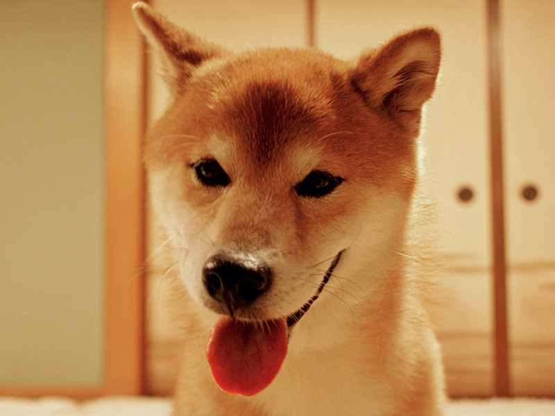 小豆島 犬 と 泊まれる